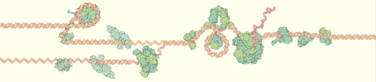 DNA and RNA are the cell&rsquo;s way of storing and deploying genetic information. Structural biology is revealing that some nucleic acids also fold to form complex molecular machines. Guided by these structures, nanotech scientists are building new machines composed of nucleic acid. <a href="http://pdb101.rcsb.org/browse/nucleic-acids">Learn more at PDB-101</a>
